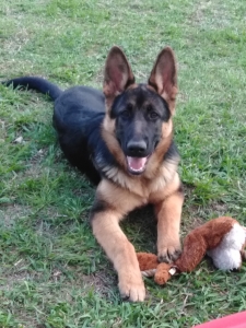 Black Saddle German Shepherd Listing Image
