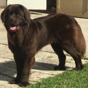 Bella the Newfie Listing Image