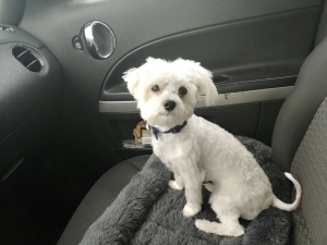 Male Maltese Listing Image