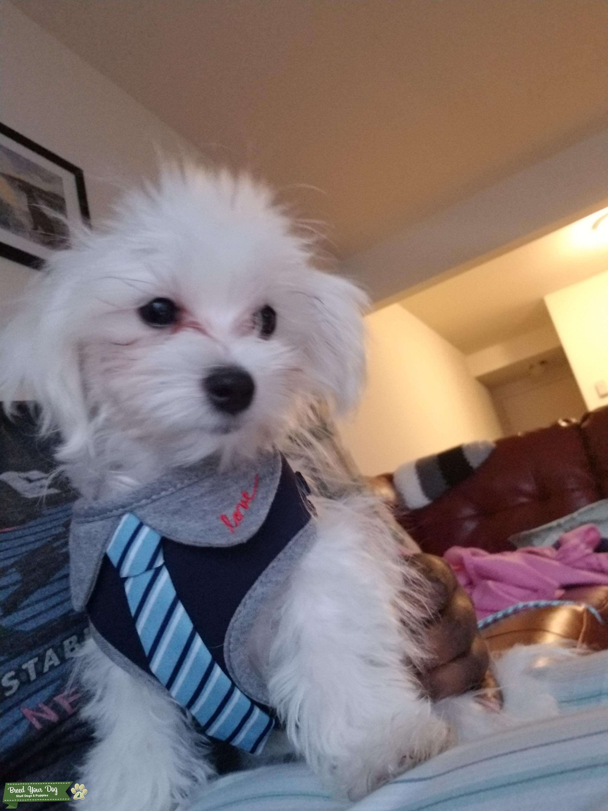 Male Maltese Stud Dog MI Breed Your Dog