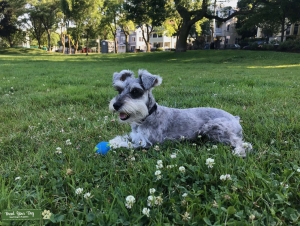 Young (almost 3) Salt + Pepper Female Miniature Schnauzer to Breed Listing Image