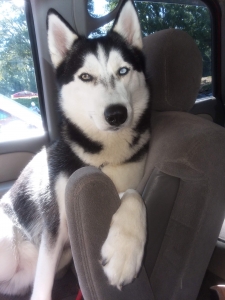 Handsome Husky Listing Image