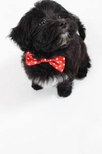 1 year old Maltese male Listing Image