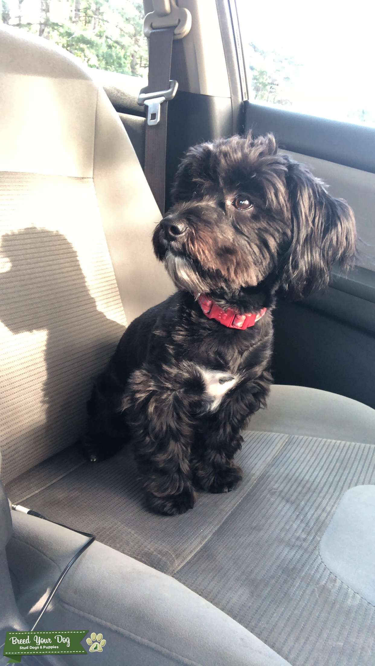 1 year old Maltese male Stud Dog in Stockbridge , the United