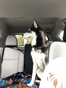 Handsomely Symetrical Siberian Husky Stud Listing Image