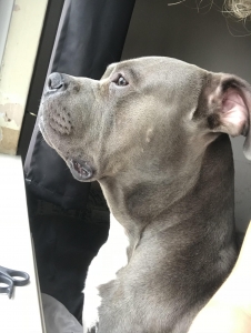 BEAUTIFUL BLUE AMERICAN BULLY XL Listing Image