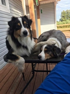 Black Tri Australian Shepherd  Listing Image