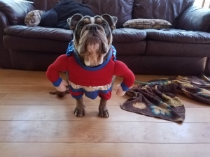Mini Bulldog  Listing Image