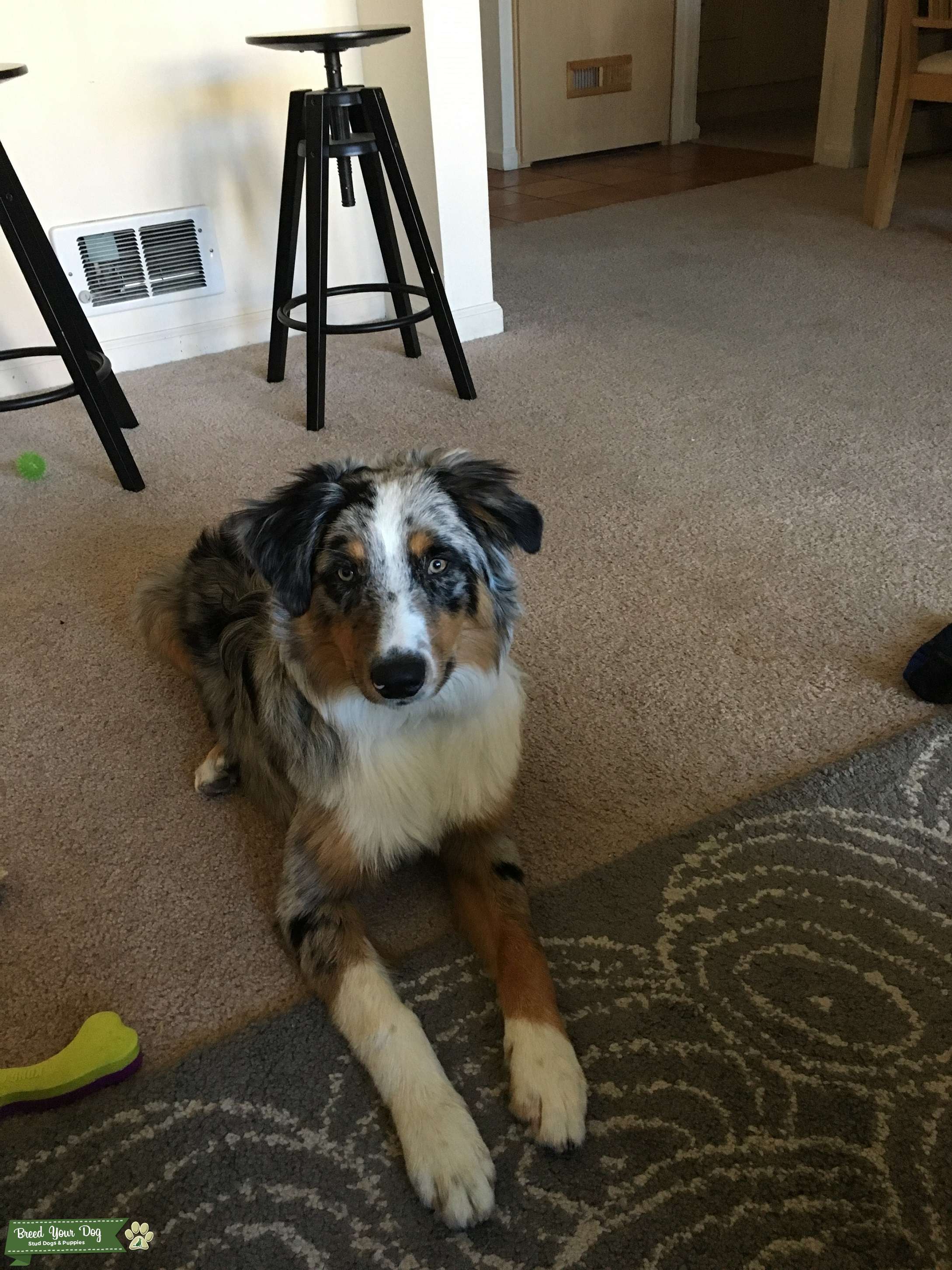 Australian Shepherd Blue Merle stud Stud Dog in California, the
