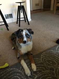 Australian Shepherd Blue Merle stud Listing Image