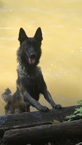 1 year old Belgian Malinois Listing Image