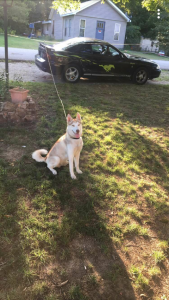 Golden Siberian husky Listing Image