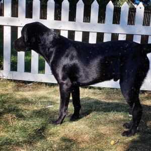 Labrador Stud Listing Image