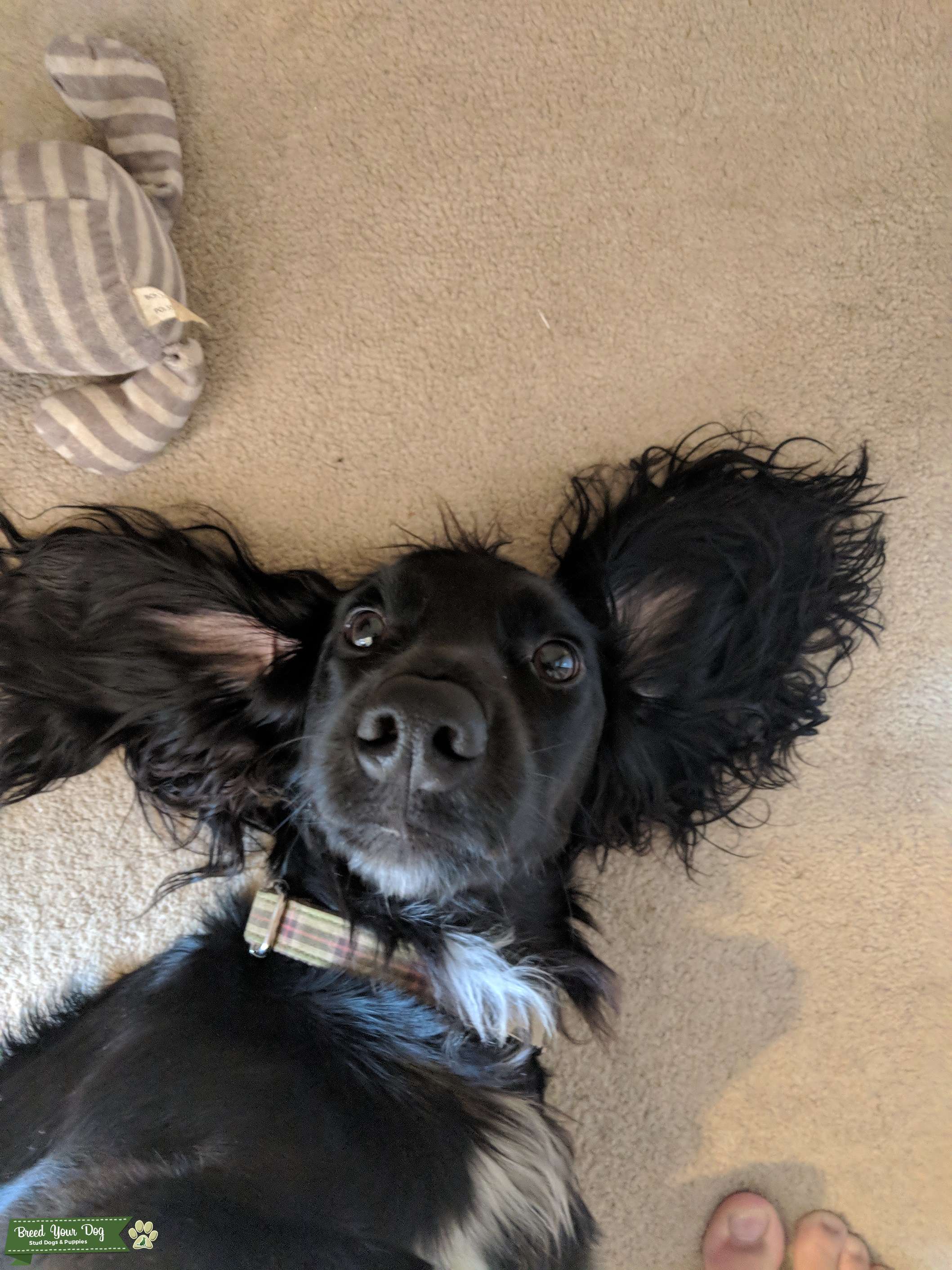 Pedigree working cockers spaniel stud Stud Dog Northamptonshire