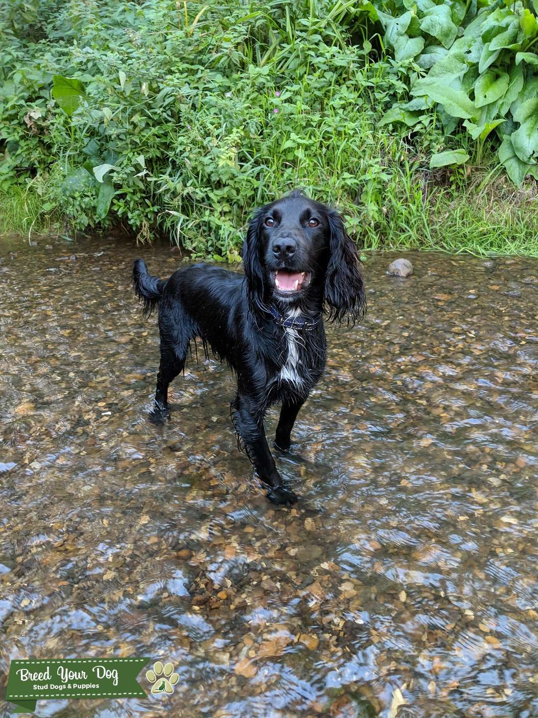 Pedigree working cockers spaniel stud Stud Dog Northamptonshire