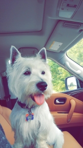 Westie Stud Service Listing Image