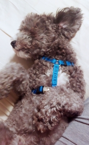 Toy Poodle - 7 lbs (Silver) Listing Image
