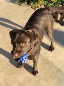 English Labrador  Listing Image