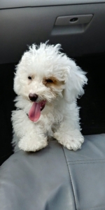 Sunny 14-month old stud toy poodle 7 lbs Listing Image