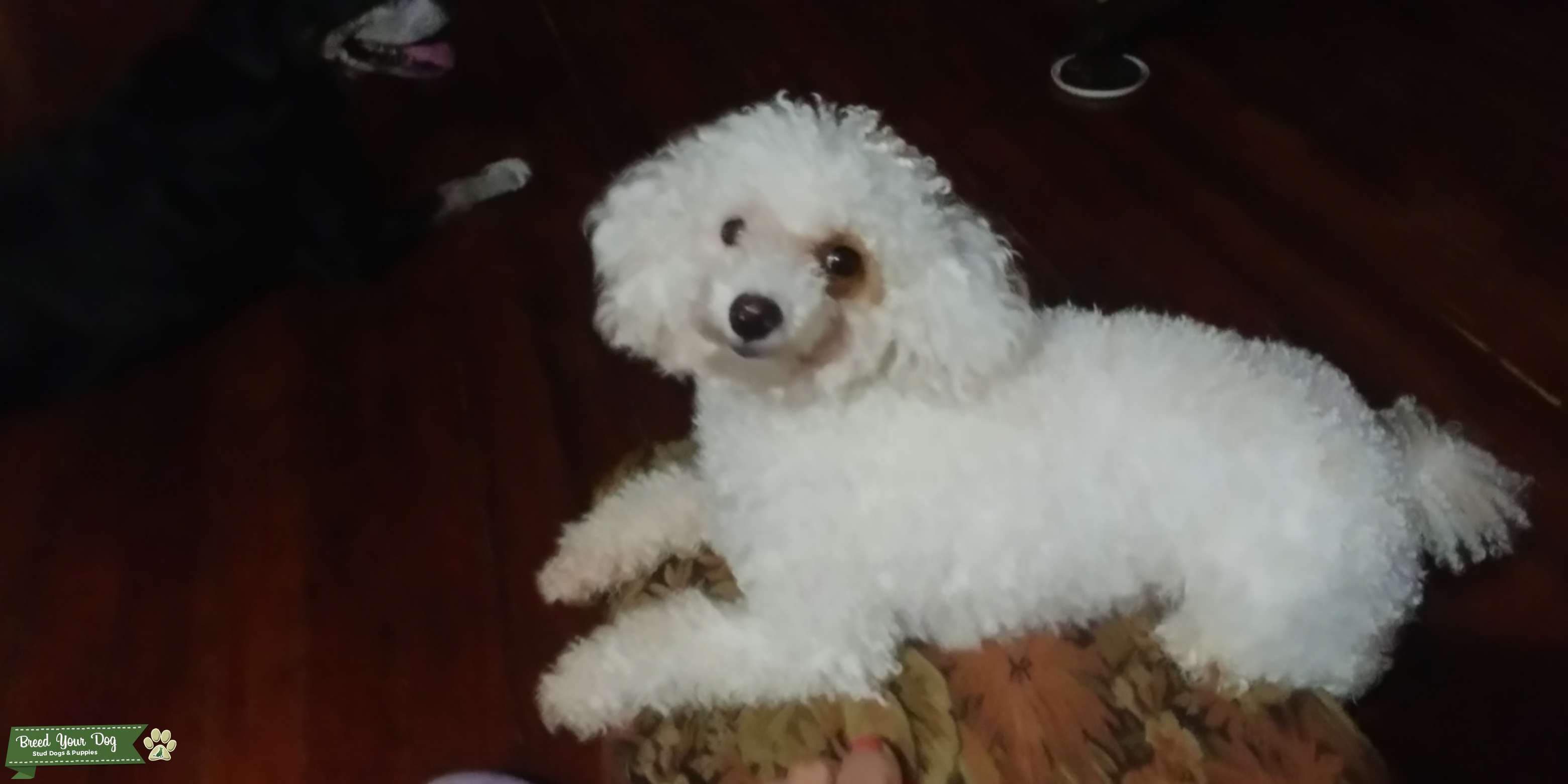 Sunny 14month old stud toy poodle 7 lbs Stud Dog in NYC, United