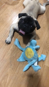 Stud Pure breedPug  Listing Image