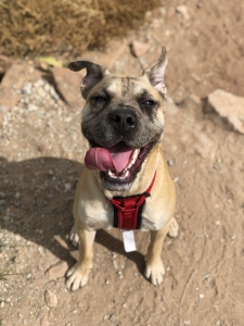 Looking to breed my girl Listing Image