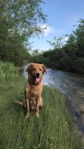 Looking to find Golden Retriever or Poodle to mate with  Listing Image