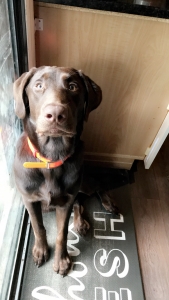 Blockhead Chocolate  Labrador retriever  Listing Image