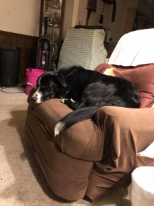 Male Border Collie ready to breed Listing Image
