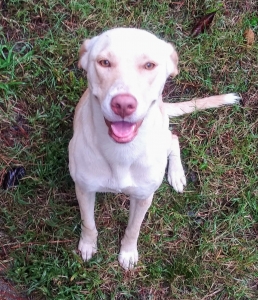 Yellow Labrador Retriever Listing Image
