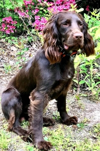 English Cocker Spaniel Listing Image