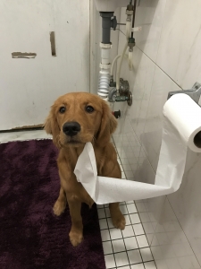 Red Golden Retrieve Listing Image