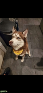 Young, lovable RED Husky Stud!! Listing Image