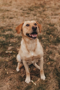 Yellow Labrador Retriever Stud Listing Image