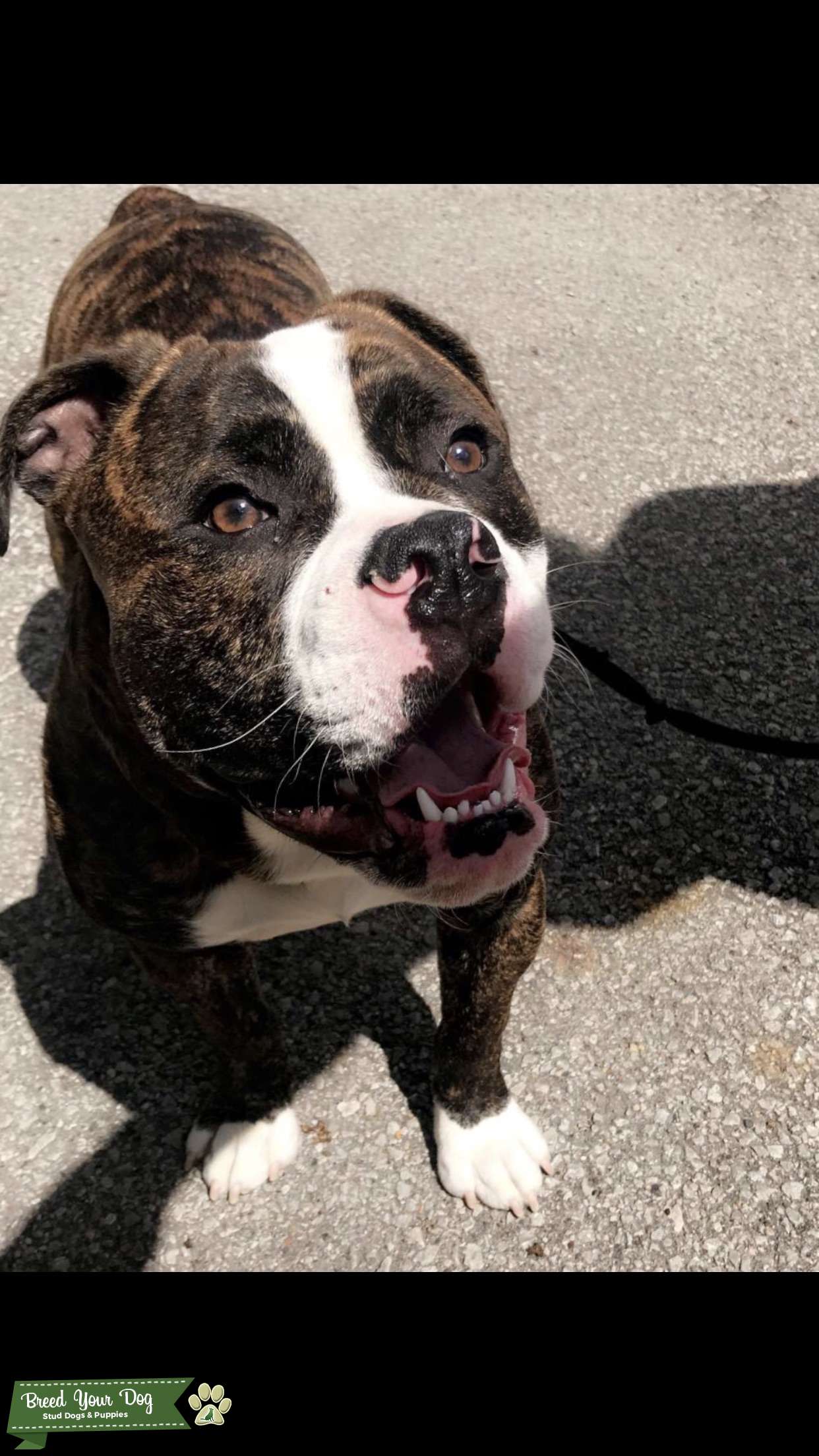 Olde English Bulldogge Stud Dog in Ames, Iowa, United States Breed Your Dog