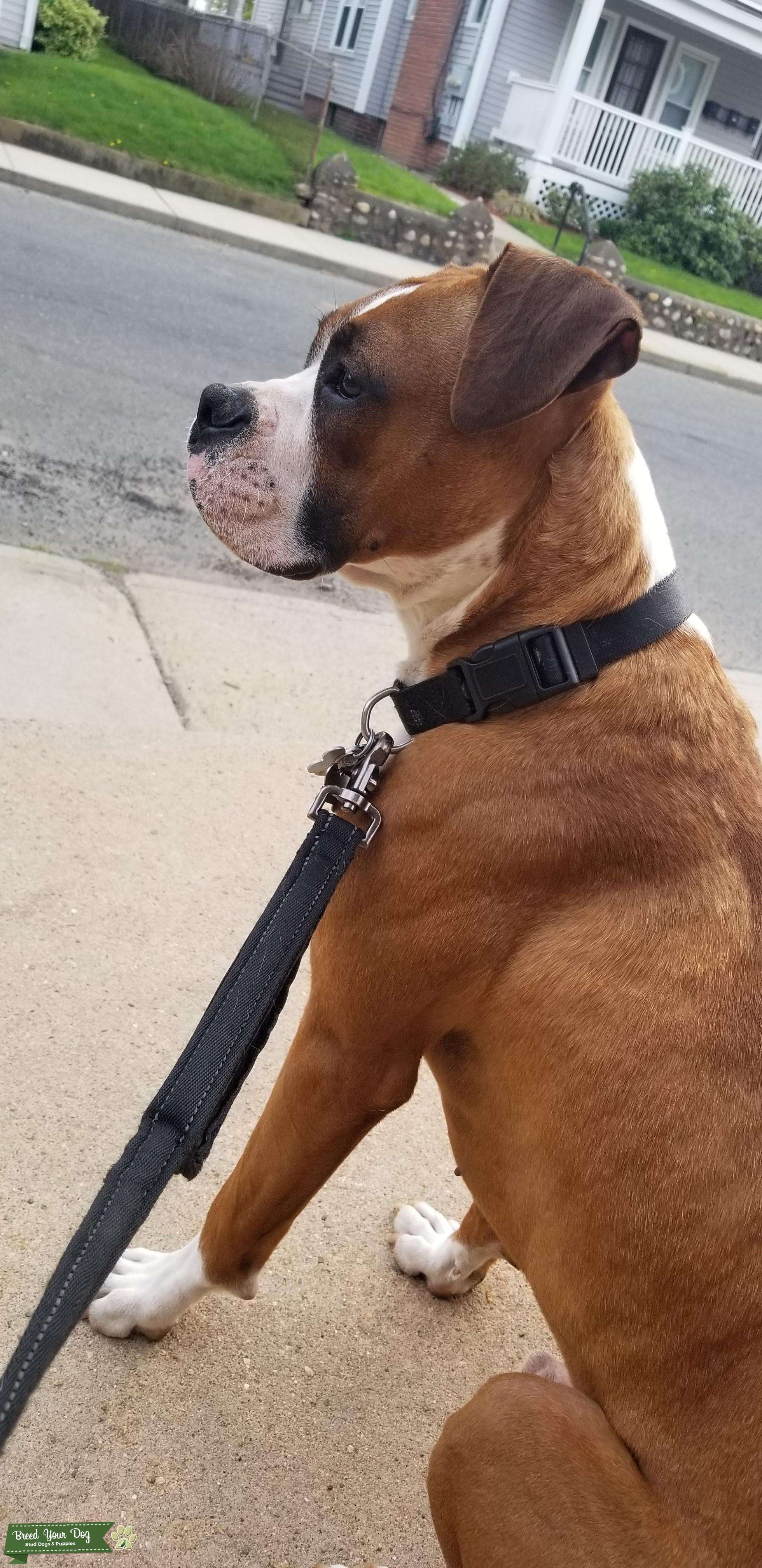 How Much Does It Cost To Hire A Stud Dog at Norbert Laplant blog