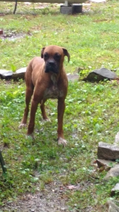 Boxer Stud Listing Image