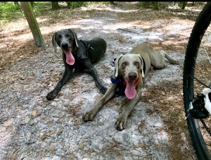 Blue and Grey Weimareiner males Listing Image
