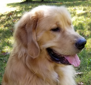Golden Retriever Stud Listing Image