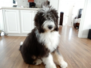 TriColor Bernedoodle Listing Image