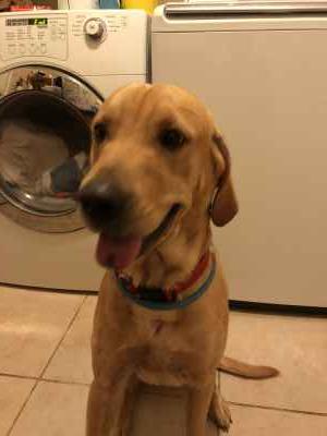Light brown Labrador - Stud Dog Lilburn Georgia - Breed Your Dog