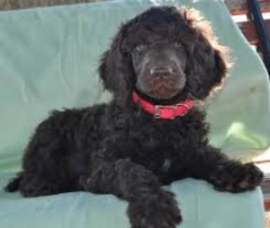 Extraordinary Chocolate Standard Poodle Listing Image