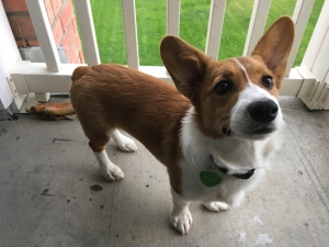 Handsome pure breed Welsh corgi  Listing Image