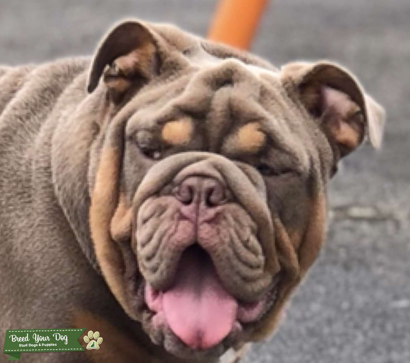 Fully suited lilac an tan Stud Dog in Manchester , United States