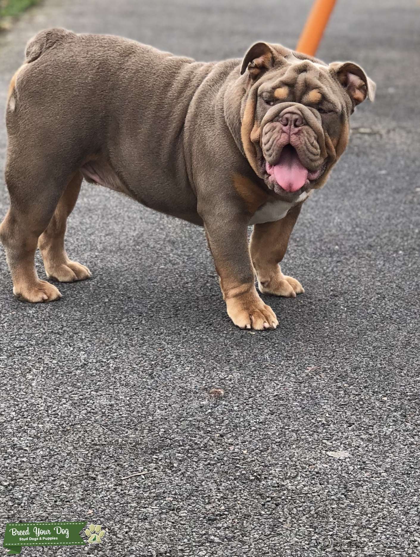 Fully suited lilac an tan Stud Dog in Manchester , United States