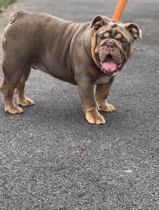 lilac and tan british bulldog for sale