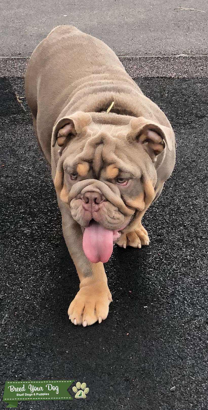 Fully suited lilac an tan Stud Dog in Manchester , United States