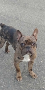 Merle Frenchie Stud Listing Image