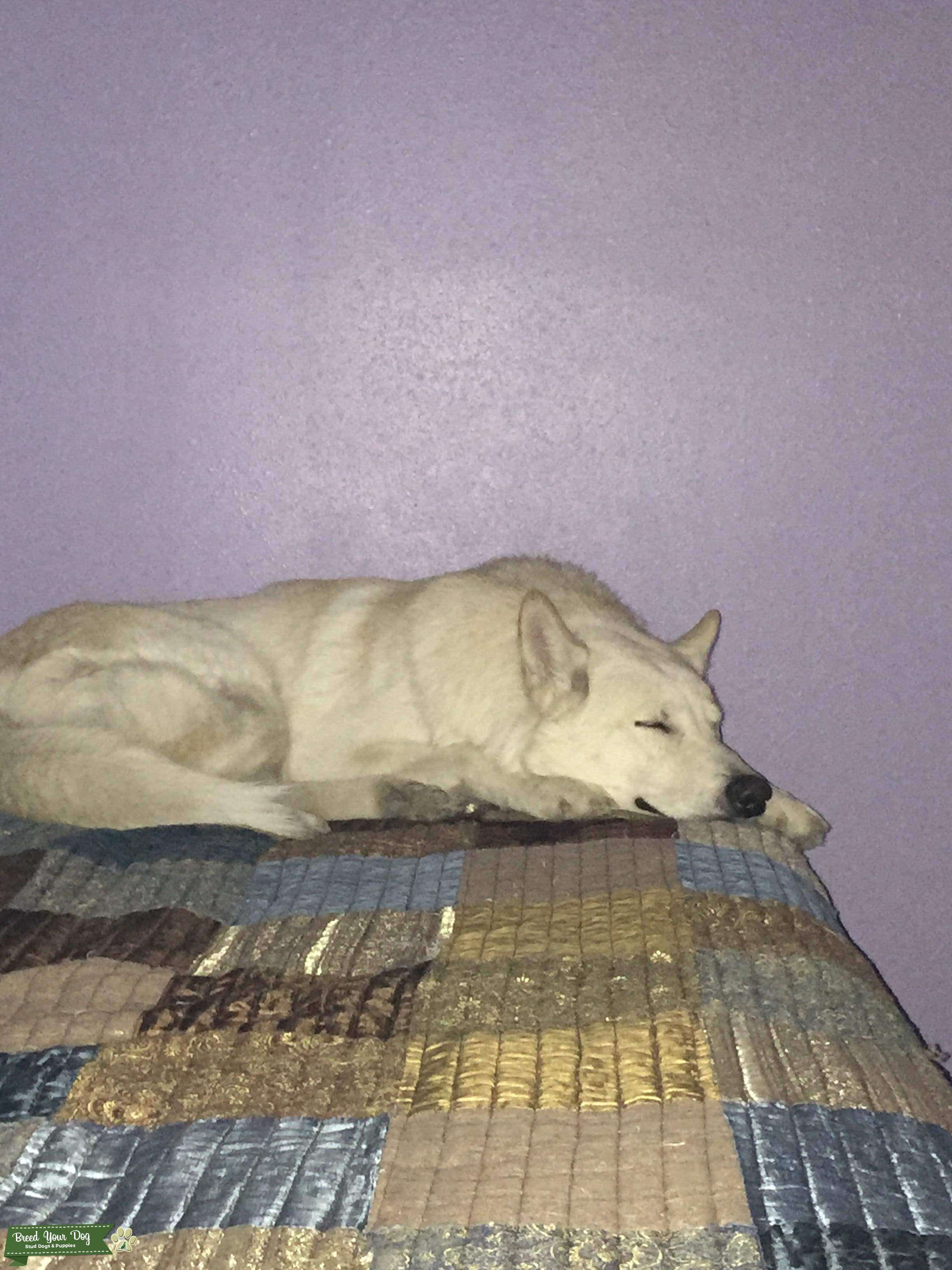 Northern Timber Wolf/Husky Mix - Stud Dog Texas - Breed Your Dog