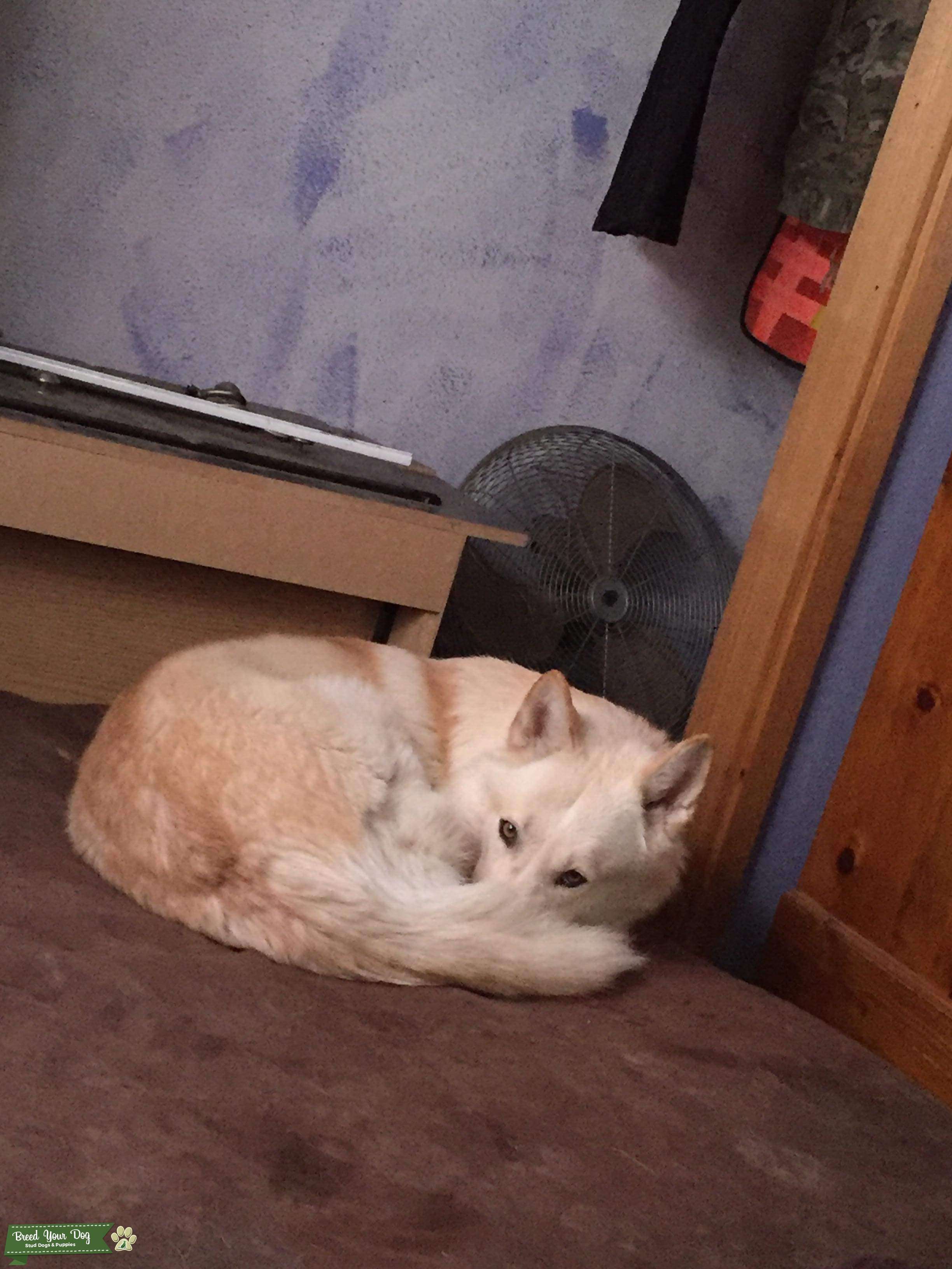 Northern Timber Wolf/Husky Mix - Stud Dog in Texas, the United States ...